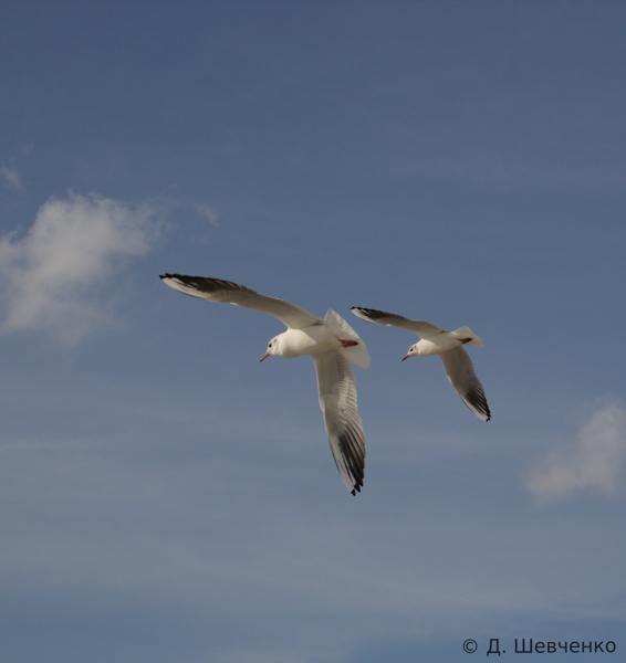 Природа